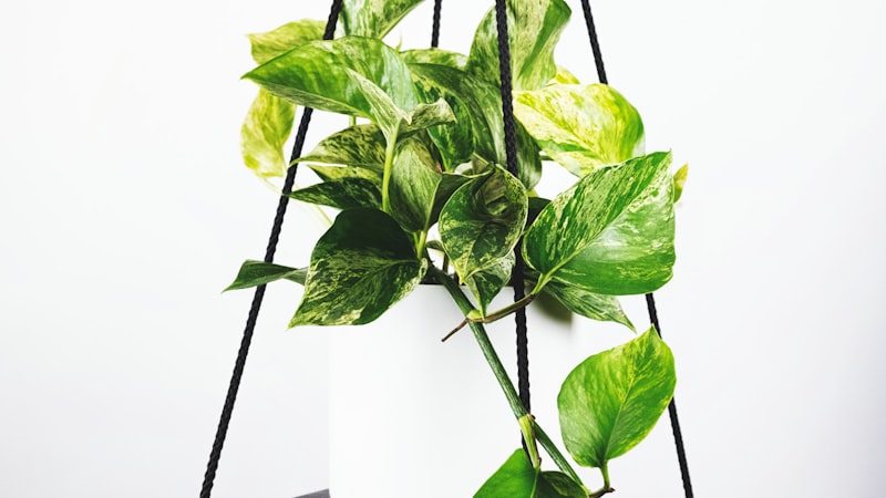 2026世界杯小组赛B组法国对阵巴西赛前分析